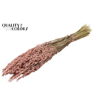 QC Avena per bunch Frosted Pink ( x 25 )