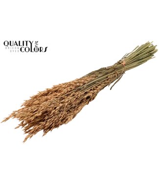 QC Avena per bunch Frosted Salmon ( x 25 )