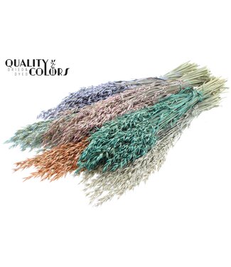 QC Avena per bunch Pearl Mix ( x 6 )