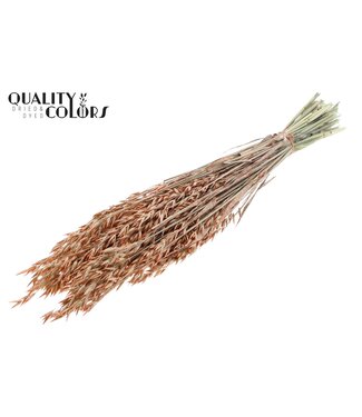 QC Avena per bunch Pearl Orange ( x 6 )