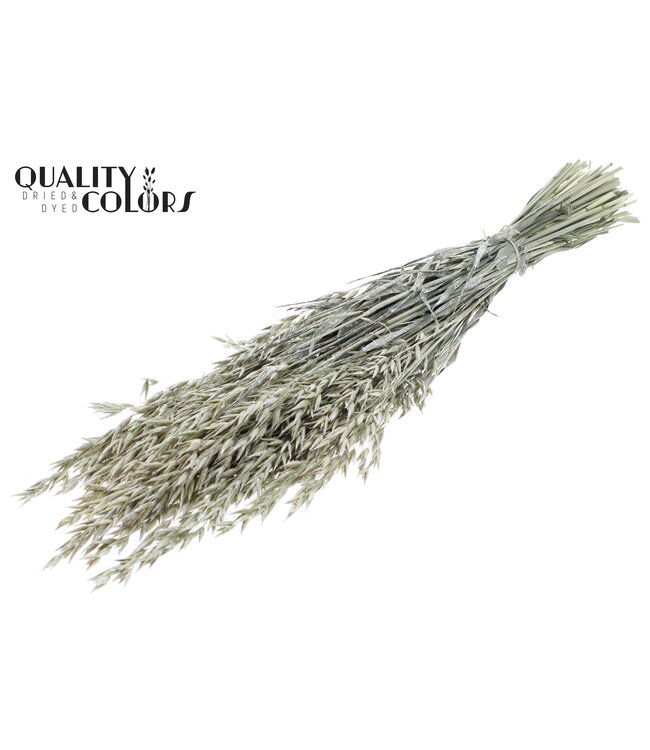 Avena per bunch Pearl White ( x 6 )