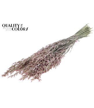 QC Avena per bunch Pearl Pink ( x 6 )