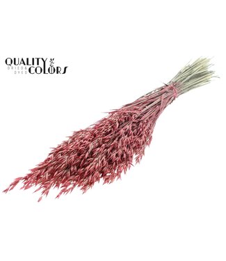 QC Avena per bunch Pearl Coral ( x 6 )