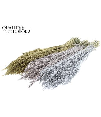QC Avena per bunch Mixed colours Wedding ( x 25 )