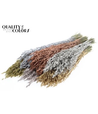 QC Avena per bunch Mixed colours Metallic ( x 6 )