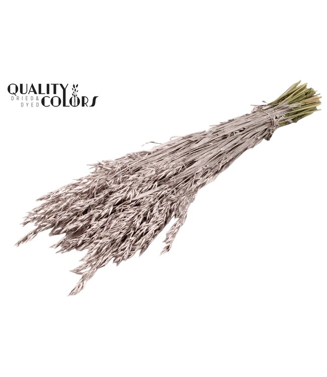 Avena per bunch Champagne ( x 6 )