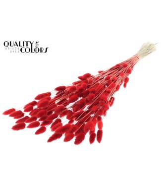QC Lagurus Premium per bunch Red ( x 6 )