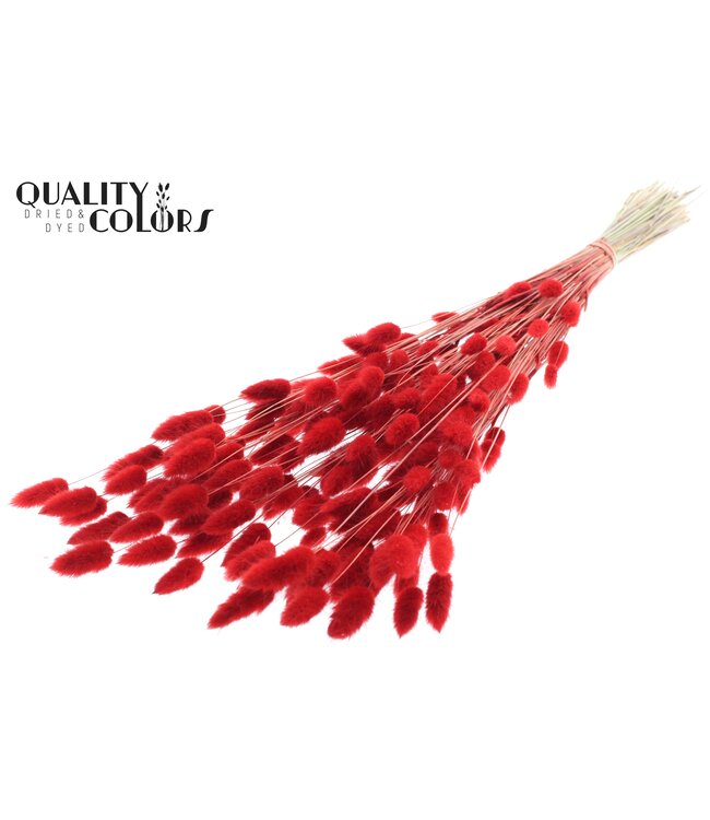 Lagurus Premium per bunch Red ( x 6 )