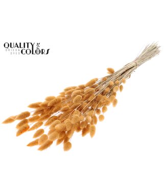 QC Lagurus Premium per bunch Salmon ( x 6 )