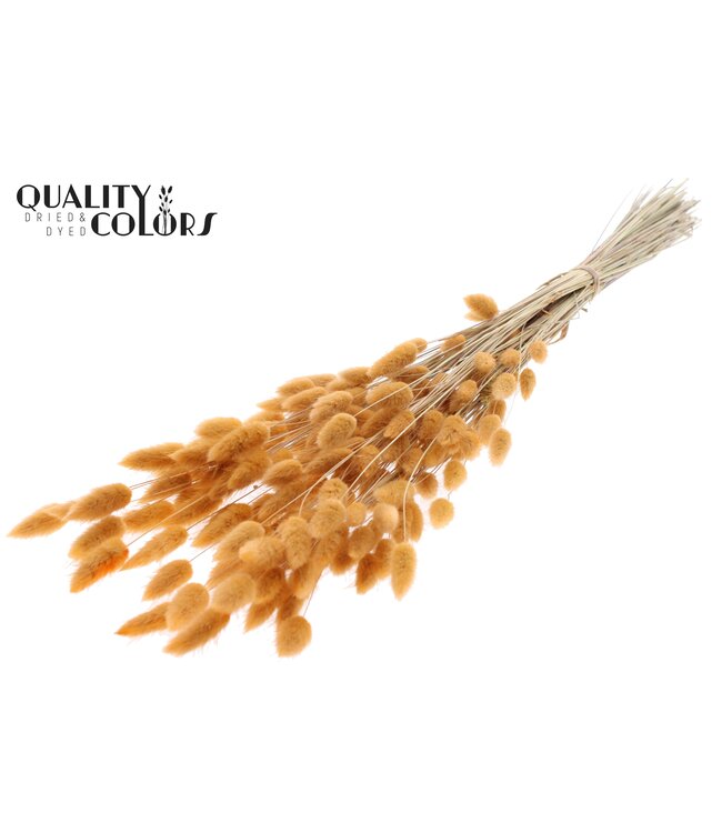 Lagurus Premium per bunch Salmon ( x 6 )