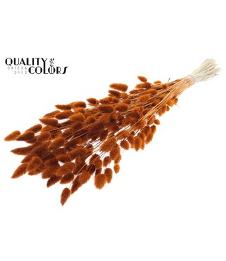 QC Lagurus Premium per bunch Terracotta ( x 6 )