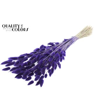 QC Lagurus Premium per bunch Purple ( x 6 )