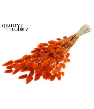 QC Lagurus Premium per bunch Orange ( x 6 )