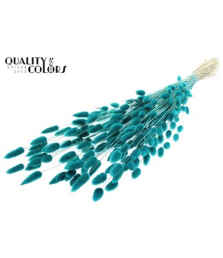 QC Lagurus Premium per bunch Turquoise ( x 6 )