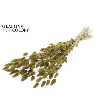 QC Lagurus Premium per bunch Olive ( x 6 )