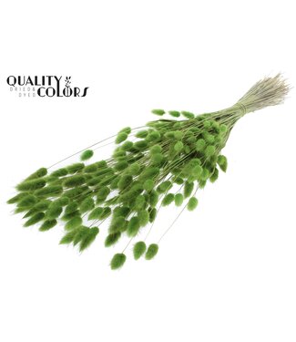 QC Lagurus Premium per bunch Light Green ( x 6 )
