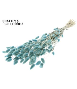 QC Lagurus Premium per bunch Light Blue ( x 6 )