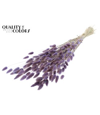 QC Lagurus Premium per bunch Milka ( x 6 )