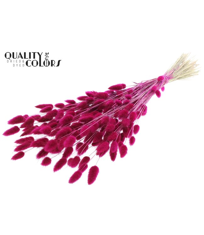 Lagurus Premium per bunch Lilac ( x 6 )