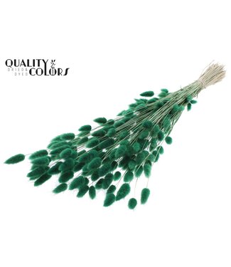 QC Lagurus Premium per bunch Green ( x 6 )
