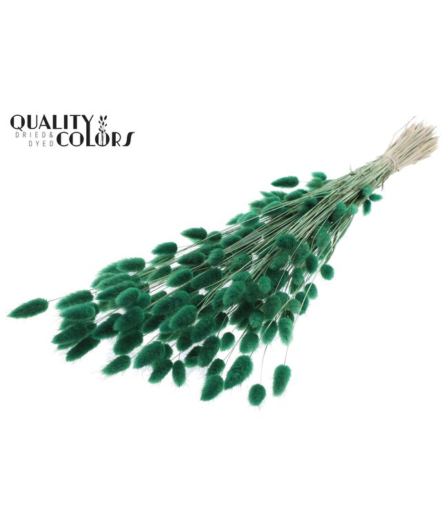Lagurus Premium per bunch Green ( x 6 )