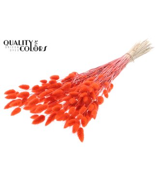 QC Lagurus Premium per bunch Coral ( x 6 )