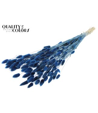 QC Lagurus Premium per bunch Dark Blue ( x 6 )