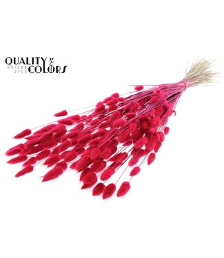 QC Lagurus Premium per bunch Cerise ( x 6 )
