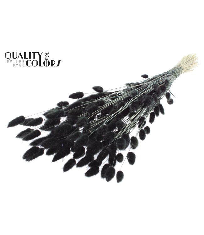 Lagurus Premium per bunch Black ( x 6 )