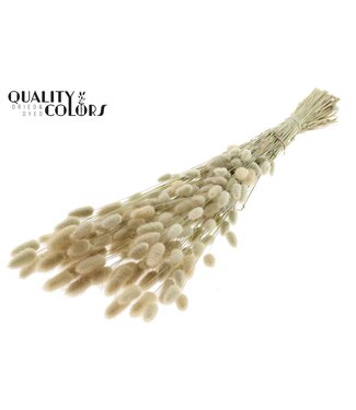 QC Lagurus Premium per bunch Natural ( x 6 )