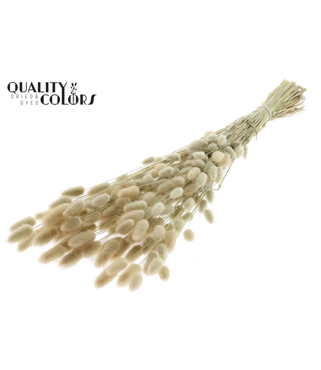 Lagurus Premium per bunch Natural ( x 6 )