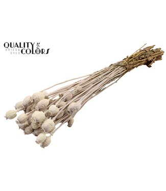 QC Papaver per bunch Frosted White ( x 15 )