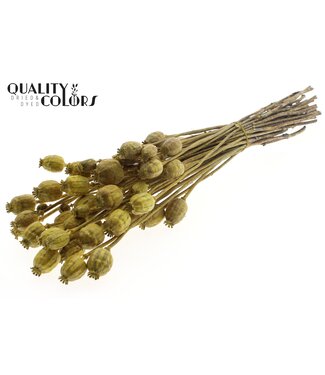 QC Papaver per bunch Metallic Yellow ( x 6 )