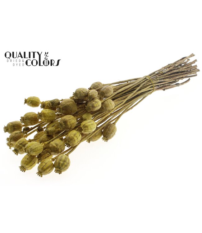 Papaver per bunch Metallic Yellow ( x 6 )