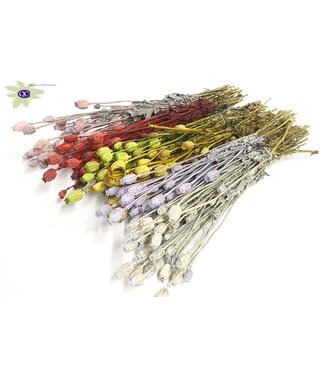 QC Papaver per bunch Mixed colours ( x 6 )