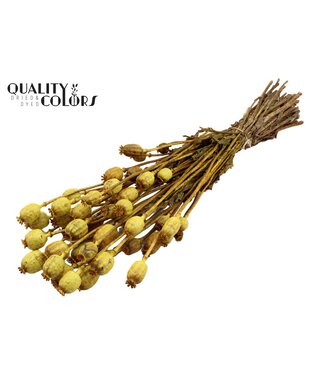 QC Papaver per bunch Yellow ( x 15 )