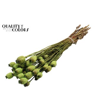 QC Papaver per bunch Light Green ( x 15 )