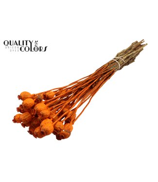 QC Papaver per bunch Orange ( x 15 )