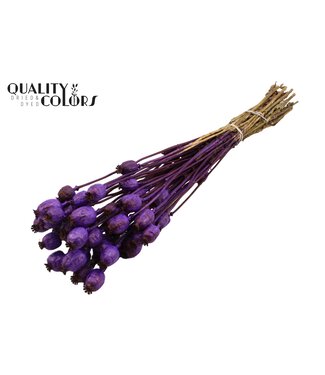 QC Papaver per bunch Purple ( x 15 )