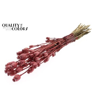 QC Papaver per bunch Metallic Red ( x 6 )