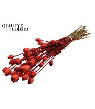 QC Papaver per bunch Red ( x 6 )