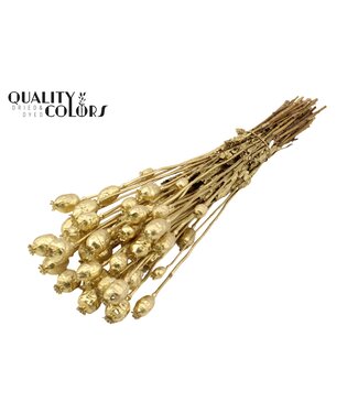 QC Papaver per bunch Gold ( x 15 )