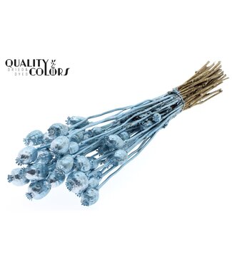 QC Papaver per bunch Metallic Blue ( x 6 )