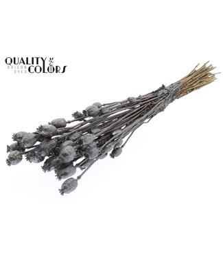 QC Papaver per bunch Metallic Graphite ( x 6 )