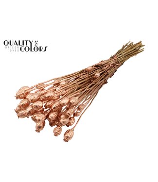 QC Papaver per bunch Copper ( x 6 )