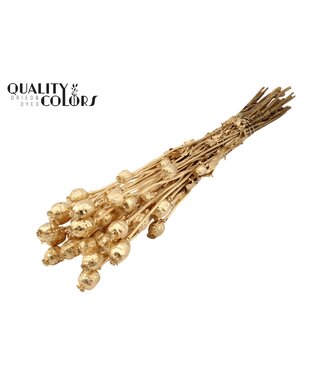 QC Papaver per bunch Antique Gold ( x 15 )