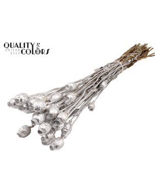 QC Papaver per bunch Silver ( x 15 )