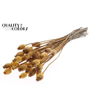 QC Papaver per bunch Apricot ( x 6 )