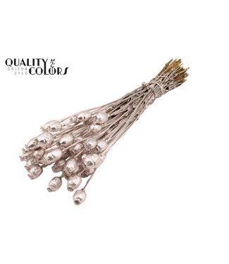 QC Papaver per bunch Champagne ( x 15 )
