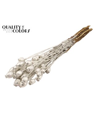 QC Papaver per bunch Platina ( x 15 )